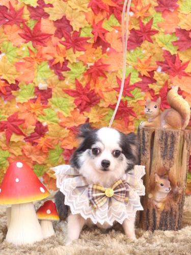 20241121レイくん